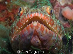 extremely sharp! be careful by Jun Tagama 